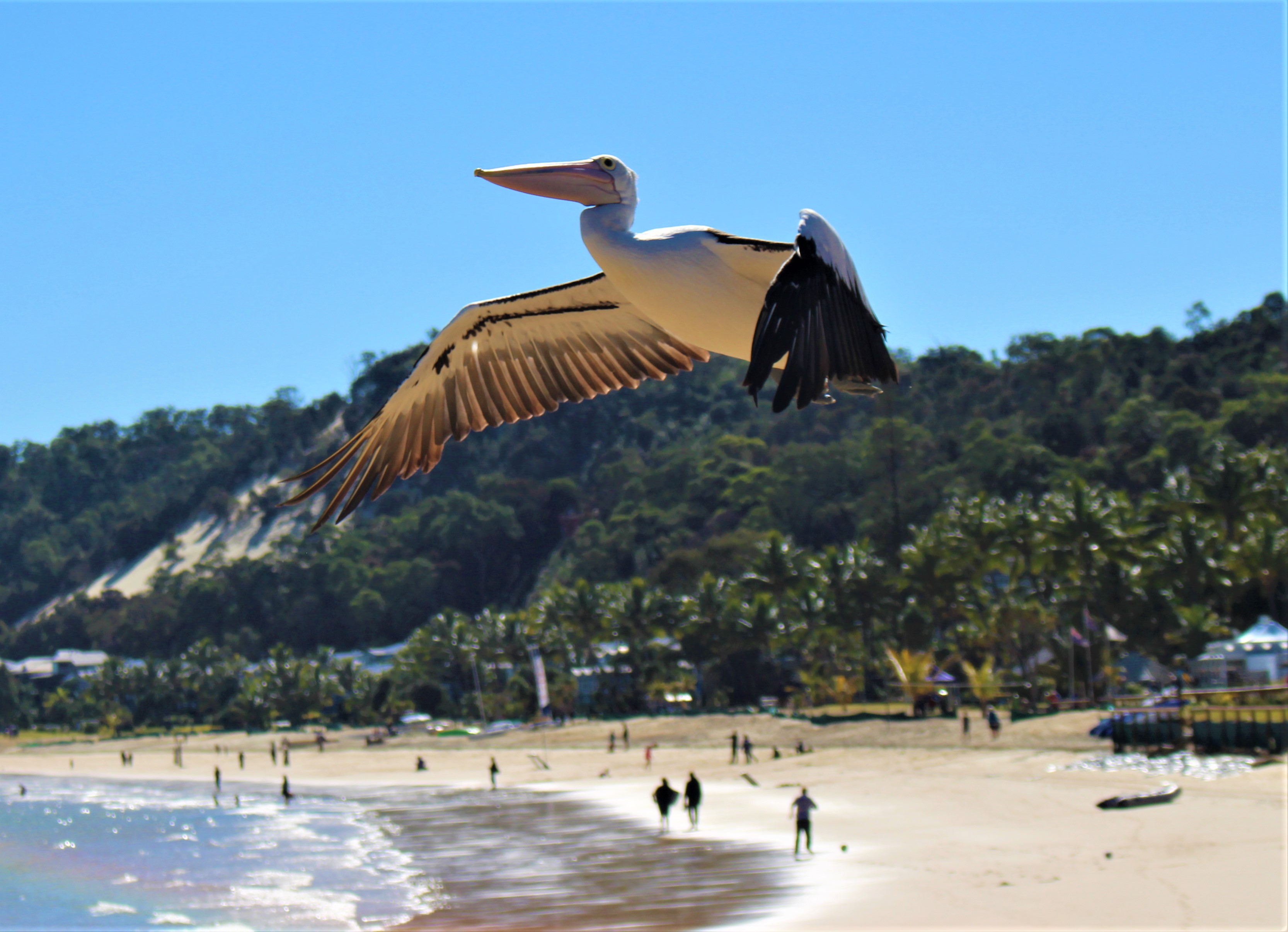 Tangalooma Villa 47  pelicans