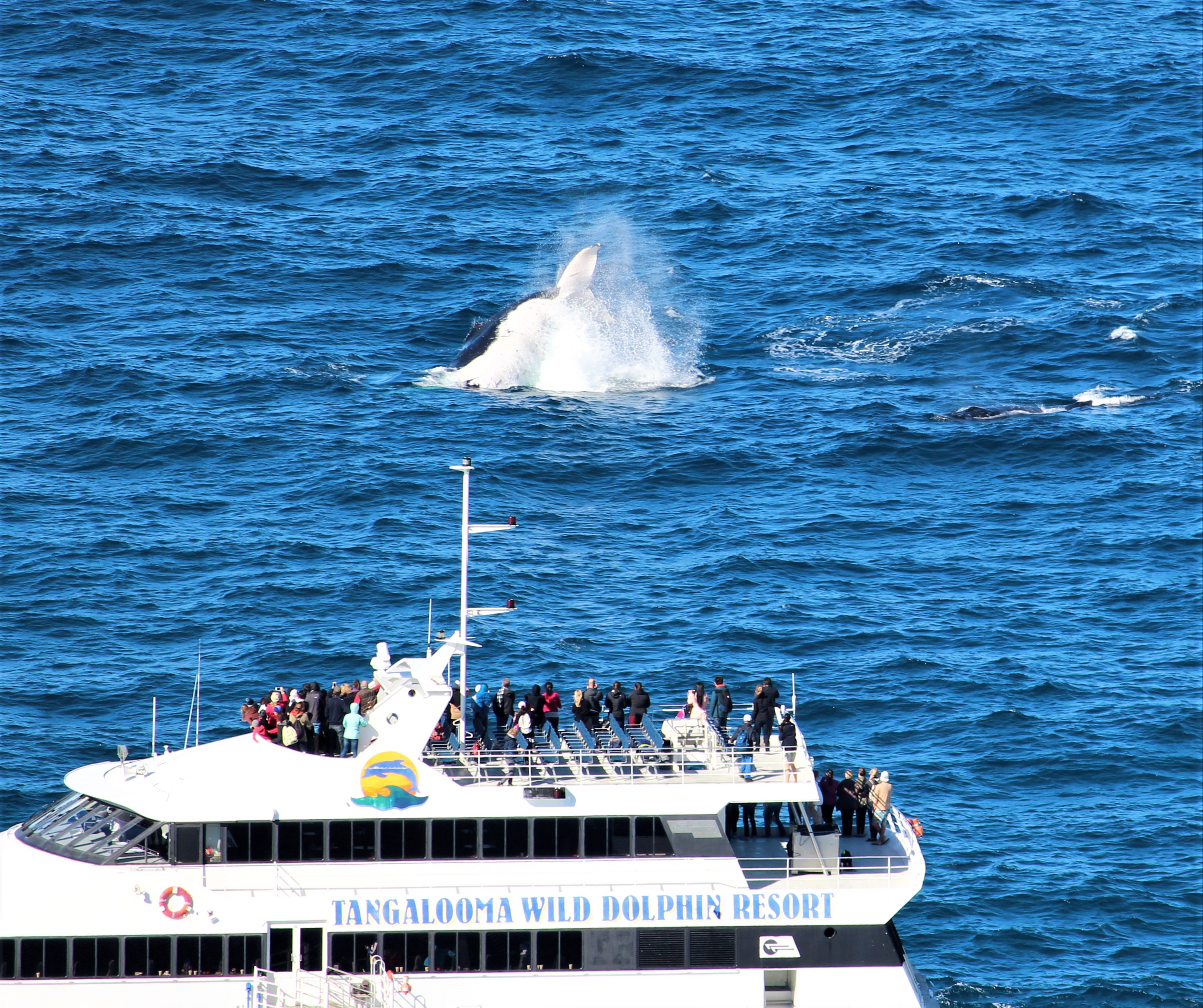Tangalooma Villa 47 whale watching